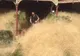 Un întreg oraş a fost invadat de buruieni uriaşe. Explicaţia acestui fenomen este şocantă