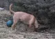 Îşi plimba câinele prin parc, când patrupedul a făcut o descoperire şocantă. Oamenii, îngroziţi!