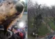 Peluza unui parc reabilitat din Timişoara, distrusă. "Inamicii", simpatici şi protejaţi de lege