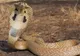 INCREDIBIL: un șarpe cobra a murit după ce a fost mușcat de un copil de 8 ani, în India! Cum s-a produs incidentul