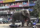 Un elefant a dat iama într-un oraș și a distrus 100 de case