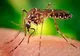 Virusul ZIKA. Organizația Mondială a Sănătăţii a declarat stare de urgență mondială