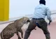 Incident şocant: un leopard a intrat într-o şcoală. Şase persoane au fost rănite