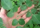 Ce este moriga, planta miraculoasă care poate trata cancerul