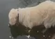 Câinele care dă lecții de pescuit. Tehnica sa te va lăsa fără cuvinte 