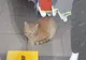 ANAF a pus sigiliu pe un magazin. Lumea, îngrozită când a descoperit cine a rămas încuiat acolo