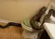 Un piton uriaș a ieșit din toaletă, a mușcat-o și a tras-o în scurgere. Ce a urmat e înspăimântător