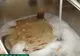 A așezat pliculețe de ceai în chiuvetă și a așteptat 10 minute. Rezultatul te va lăsa fără cuvinte