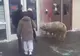O fi venit să voteze şi el? Cum a ajuns acest porc într-o secţie de votare din SUA