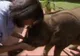Puiul de elefant care nu se poate dezlipi de cea care i-a salvat viața. Cum o urmărește peste tot 