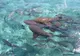 Video şocant. Zece mii de rechini înoată acum în apropierea plajelor din Florida