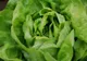 Cum alegi cea mai bună salată verde. Trucul pe care puţini îl ştiu