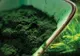 Efectul spirulinei asupra părului 