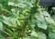 Planta aceasta creşte absolut oriunde în România. Nimeni nu ştia, însă, că poate trata cancerul!
