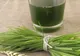 Buruiana care invadează grădinile românilor - plantă minune pentru organism