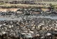 Cât de rapid reușești să descoperi zebra din imagine. Unii au găsit-o în doar câteva secunde