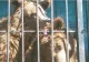 Doi urși din Armenia, lăsați să moară de foame, vor ajunge în România