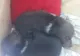 Doi pui de urs de o lună rămaşi fără mamă, salvaţi într-o pădure din Braşov