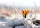 Vremea schimbă foaia: ploi şi ninsori! Prognoza meteo pe trei zile 