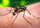 Organizația Mondială a Sănătății, reuniune de urgență pentru discuții despre virusul Zika