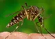 VIRUSUL ZIKA. Stare de alertă în Chile! Decizia luată de Ministerul Sănătăţii