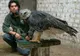 Aşa arată vulturul harpie, cea mai mare pasăre. Are 1m lungime şi ghearele cât ale unui urs grizzly