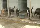 Cum s-au risipit zeci de mii de lei din banii bucureştenilor pe mopuri, găleţi și mături