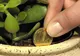Planta care atrage banii în casă. Cum scapi de orice problemă financiară cu Copacul Banului! 