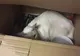 Dragostea pentru cutii a băgat o pisică în bucluc. A călătorit 8 zile într-un colet poştal