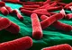Cum te poți infecta cu bacteria E.Coli. Lista produselor de care să te ferești