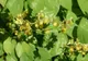 Această PLANTĂ este mai puternică decât Viagra! Efectele i-au uimit până şi pe medici! 