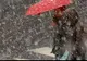 Informare meteo de ninsori, ploi și frig. Cum va fi vremea în toată țara