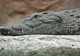 Descoperire a polițiștilor: o cameră închisă, păzită de crocodili. Ce se afla în ea