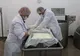 Angajaţii Lactate Brădet depistaţi cu E.Coli au început tratamentul la domiciliu