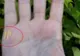 Vrei să ştii câţi copii vei avea? Răspunsul stă scris în palmă