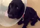 Ce a găsit medicul veterinar în stomacul acestui câine. A fost o premieră!