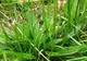 Antibioticul naturii: o plantă care se găseşte în toate curţile tratează zeci de afecţiuni!