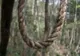 Elevă premiantă, găsită spânzurată în pădure. Mesajul cutremurător pe care l-a lăsat pe Facebook