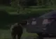 Un urs a distrus o maşină de două ori în trei zile 