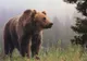 A salvat un pui de urs rămas orfan. După 6 ani, animalul i-a făcut ceva incredibil! 