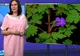 Buruiana miraculoasă care poate vindeca orice boală. Cum se folosește
