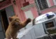 Farsa unui muzeu din Rusia, devenită virală. Au fost obligaţi să îl angajeze pe motanul Maray
