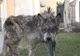Au crezut că au găsit un câine vagabond. L-au dus la un adăpost de animale.Aici au descoperit ce era