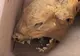 Creatură oribilă găsită în Munţii Carpaţi. Nu seamănă cu nimic cunoscut. Animal mutant, experiment?!