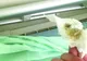"Terapie" cu furnici într-un mare spital din România. Reacţia spitalului: Vor să ne discrediteze