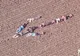 Elicopterul poliției survola câmpul când a văzut ce făceau copii, la sol. Au urmat săgeata și..