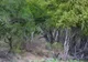 O fotografie uimitoare din savana africană ascunde doi leoparzi. Ai reușit să-i găsești?