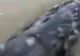 Un pescar a tras de undiţă până când a rămas şocat ce ieşea din apă! Te ţine să te uiţi la imagini?