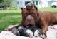 Cum a impresionat un pitbull de 80 kg tot Internetul. A fătat opt pui şi iată cum are grijă de ei!