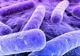 Această bacterie nu poate fi distrusă de niciun antibiotic. Cum ne ferim de ea